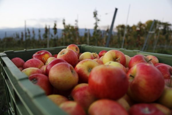 récolte de pommes