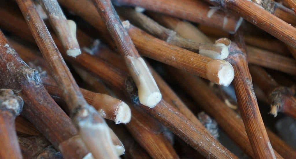 Comment conserver les boutures de vigne