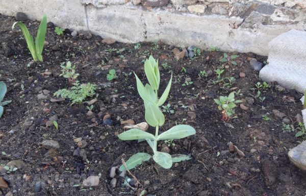 Wann man ein Eustoma in den Boden verpflanzt