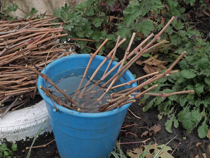 boutures de vigne avant la plantation