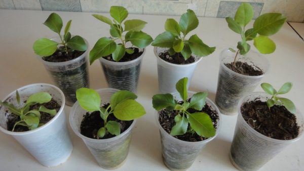 pousses de poire en tasses