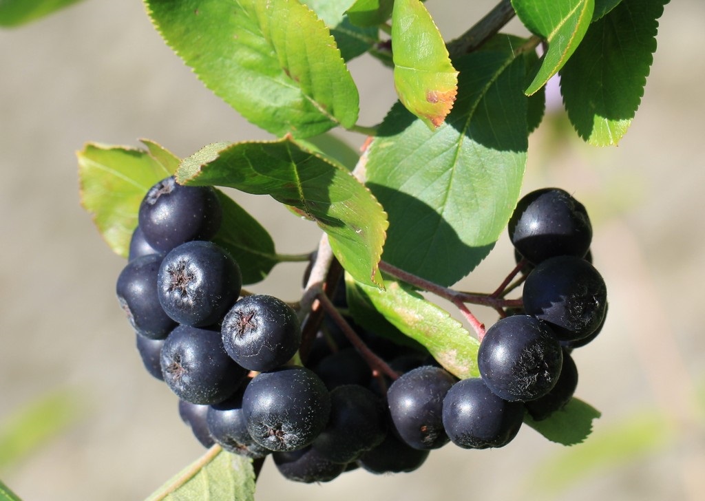 Aronia