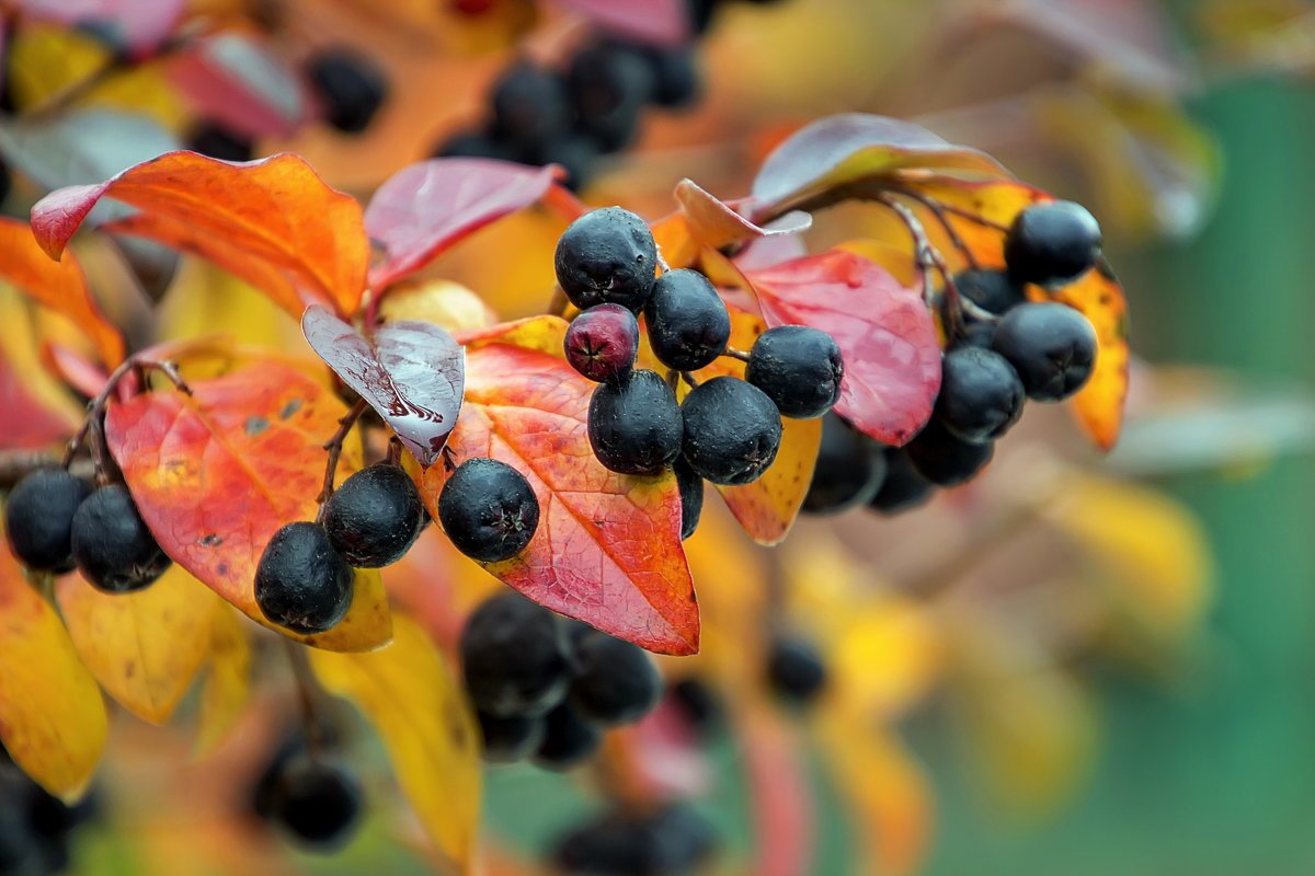 Aronia negra en otoño