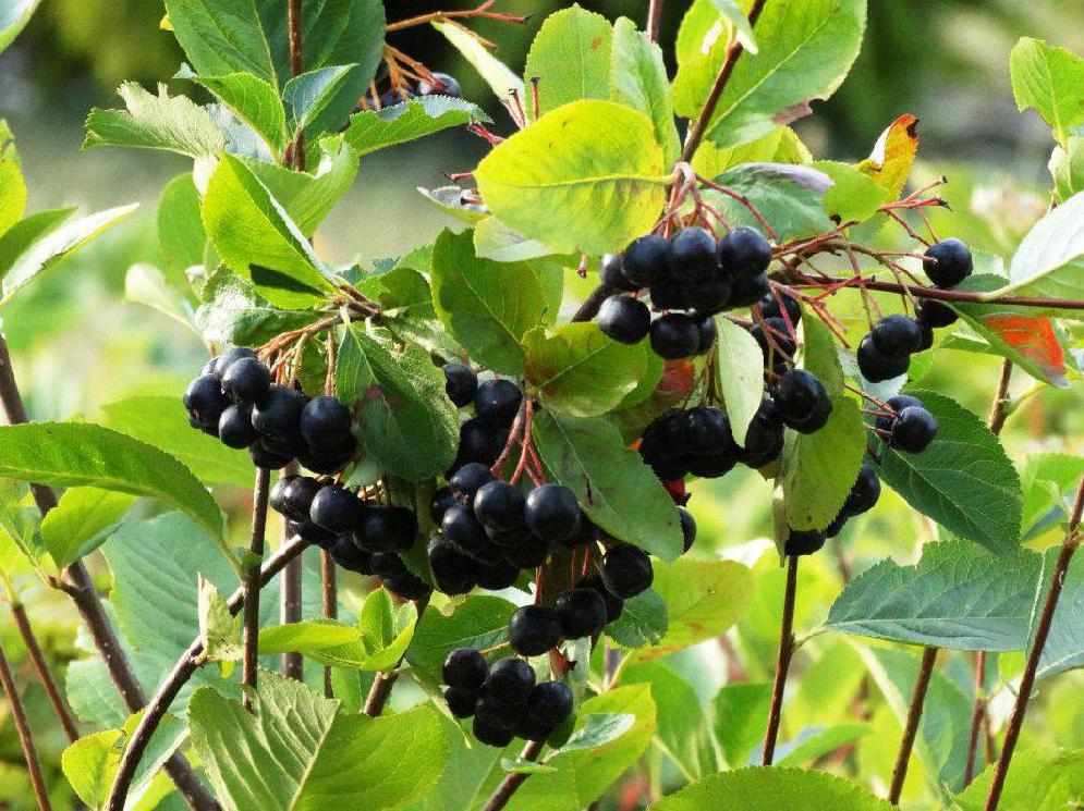 Schwarze Apfelbeere