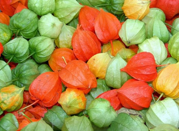 Physalis-Varietäten
