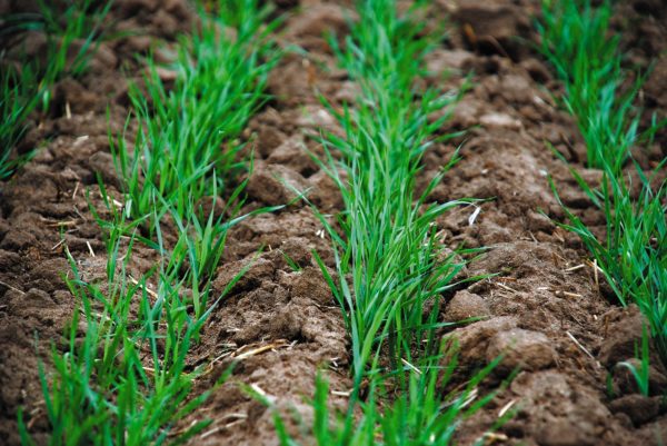 L'avoine comme engrais vert