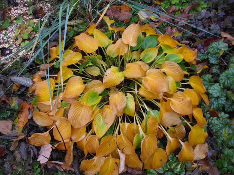 Préparation automnale des hostas