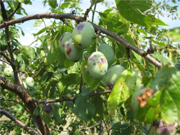 malattie delle prugne