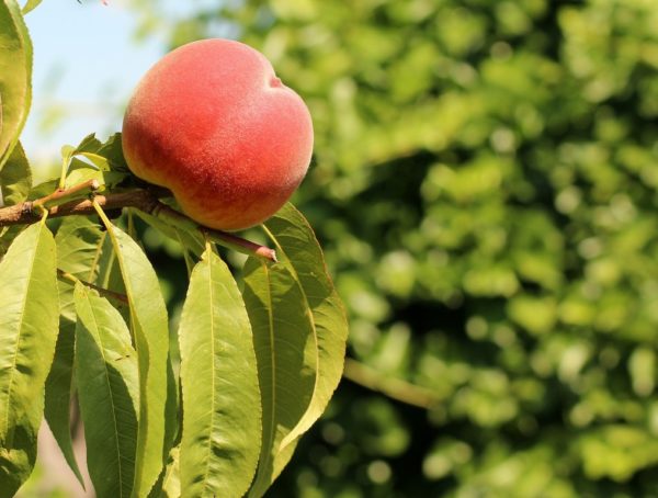 Pfirsichernte im Herbst