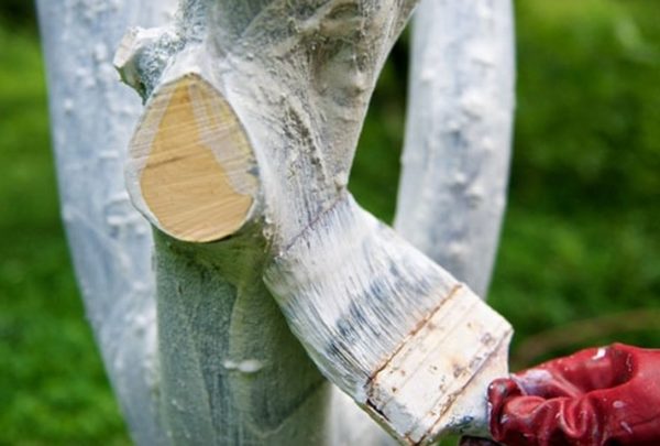 Pfirsichernte im Herbst