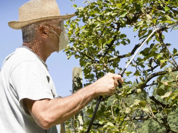 Pfirsichernte im Herbst