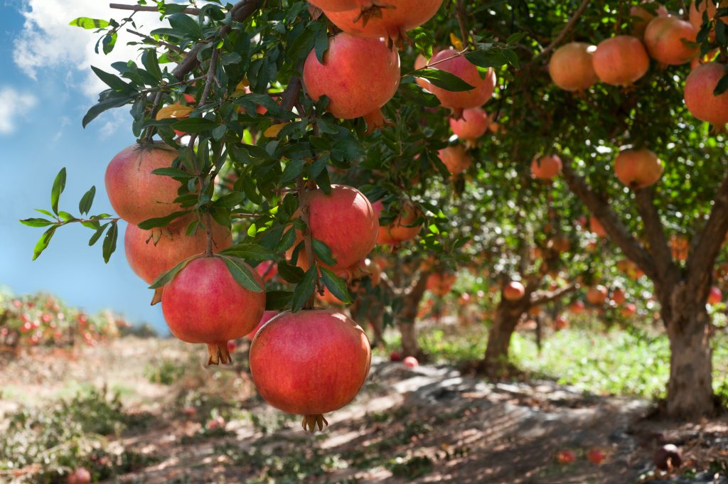 Sokotranischer Granatapfel