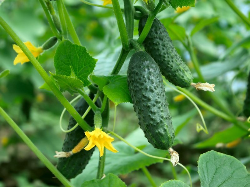 variétés de concombres de taille moyenne