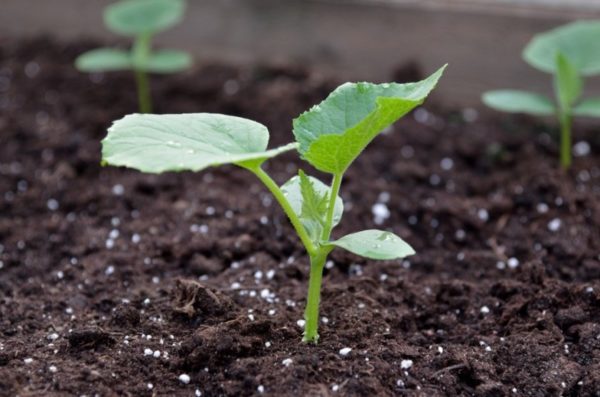 jeunes plants de concombre