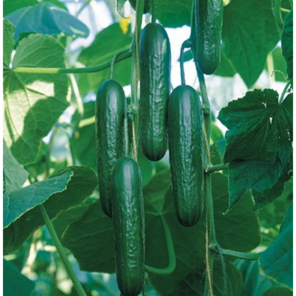 Variété Zena
