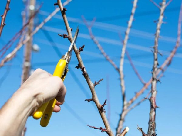 Metodi per aumentare la fruttificazione