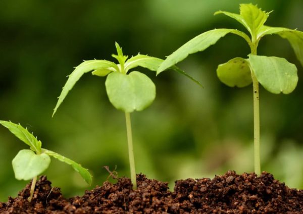 stimulateur de croissance des plantes