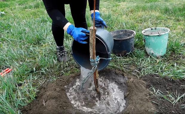 Düngung von Pflaumen im Frühjahr