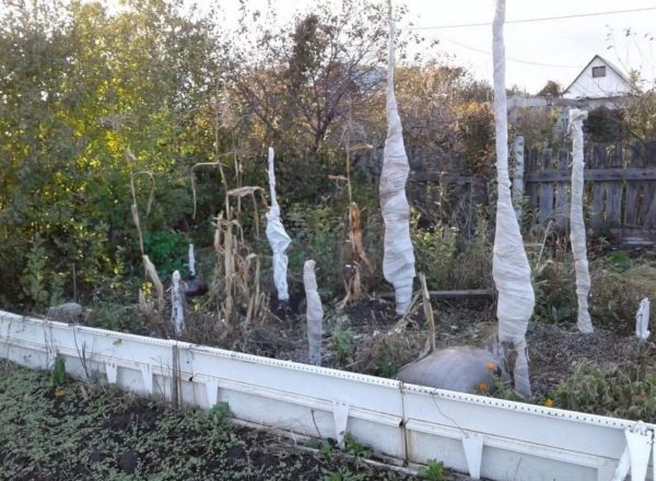Abri dans les arbres