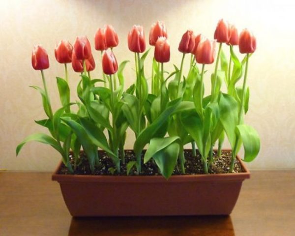 Tulpen