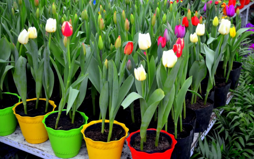 Tulpen vortreiben