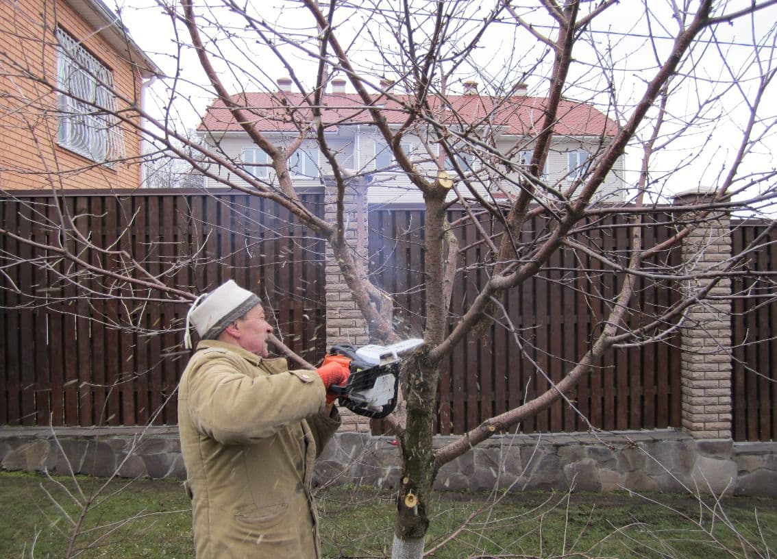 Wie man einen Pflaumenbaum im Herbst beschneidet