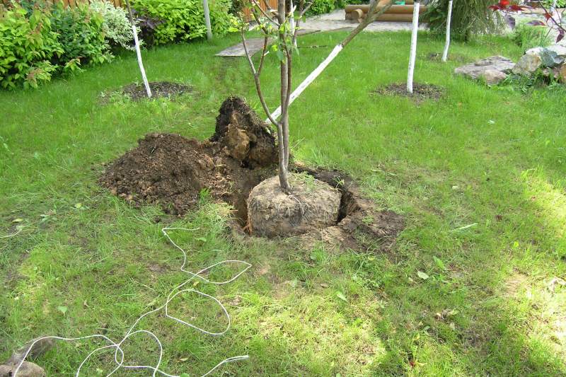 Wie man einen Kirschbaum richtig pflanzt