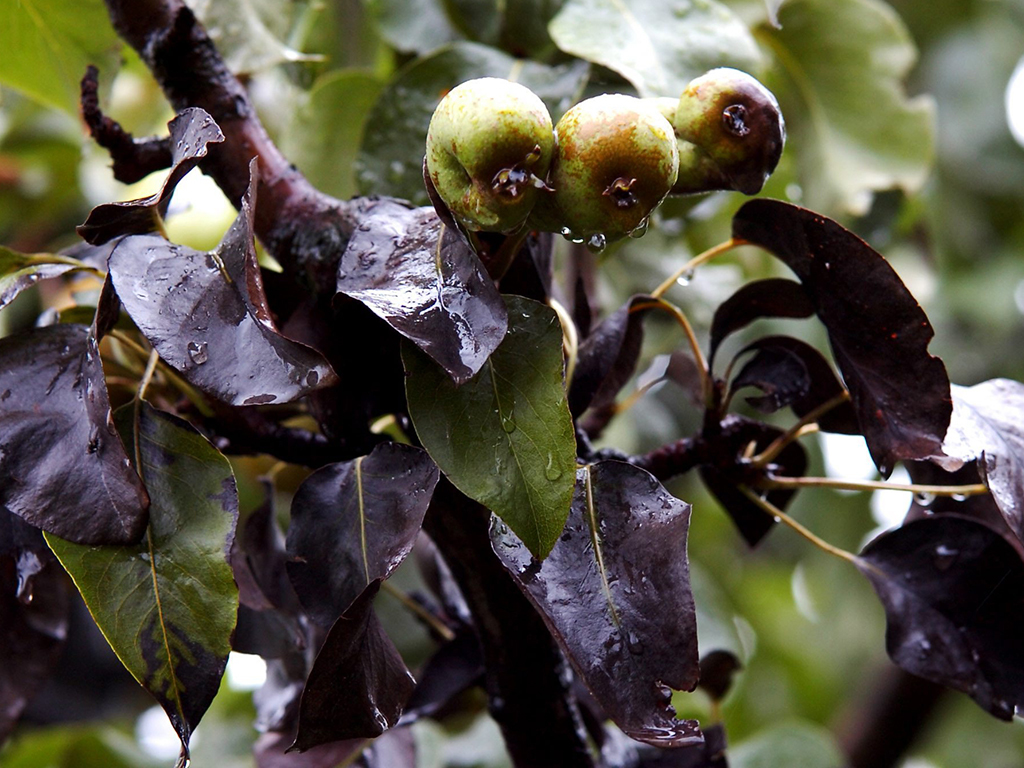 Warum werden Birnen am Baum schwarz?