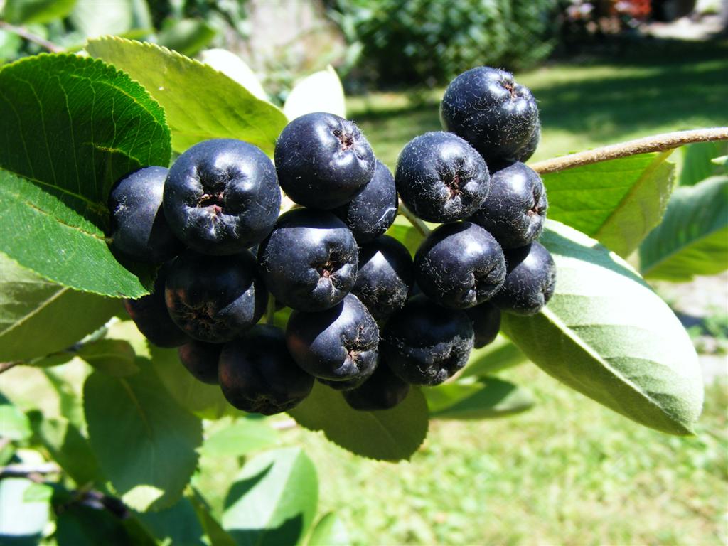Schwarze Apfelbeere