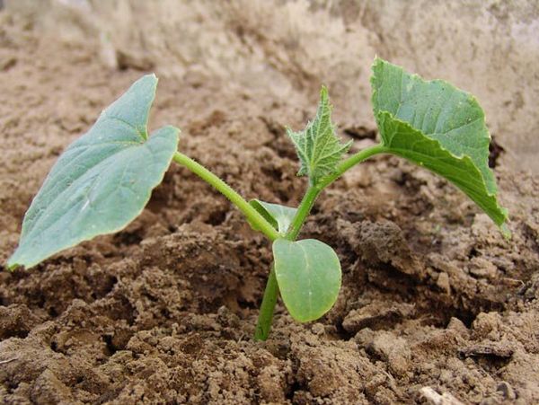 Giorni favorevoli per piantare i cetrioli a giugno