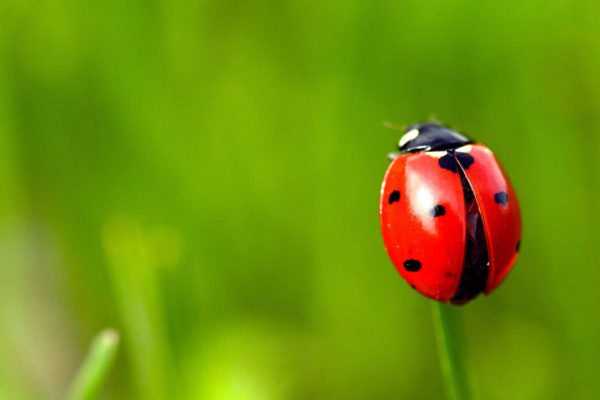 Coccinelle
