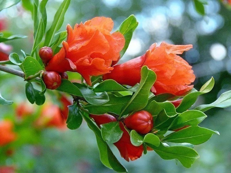 Fleur de grenadier