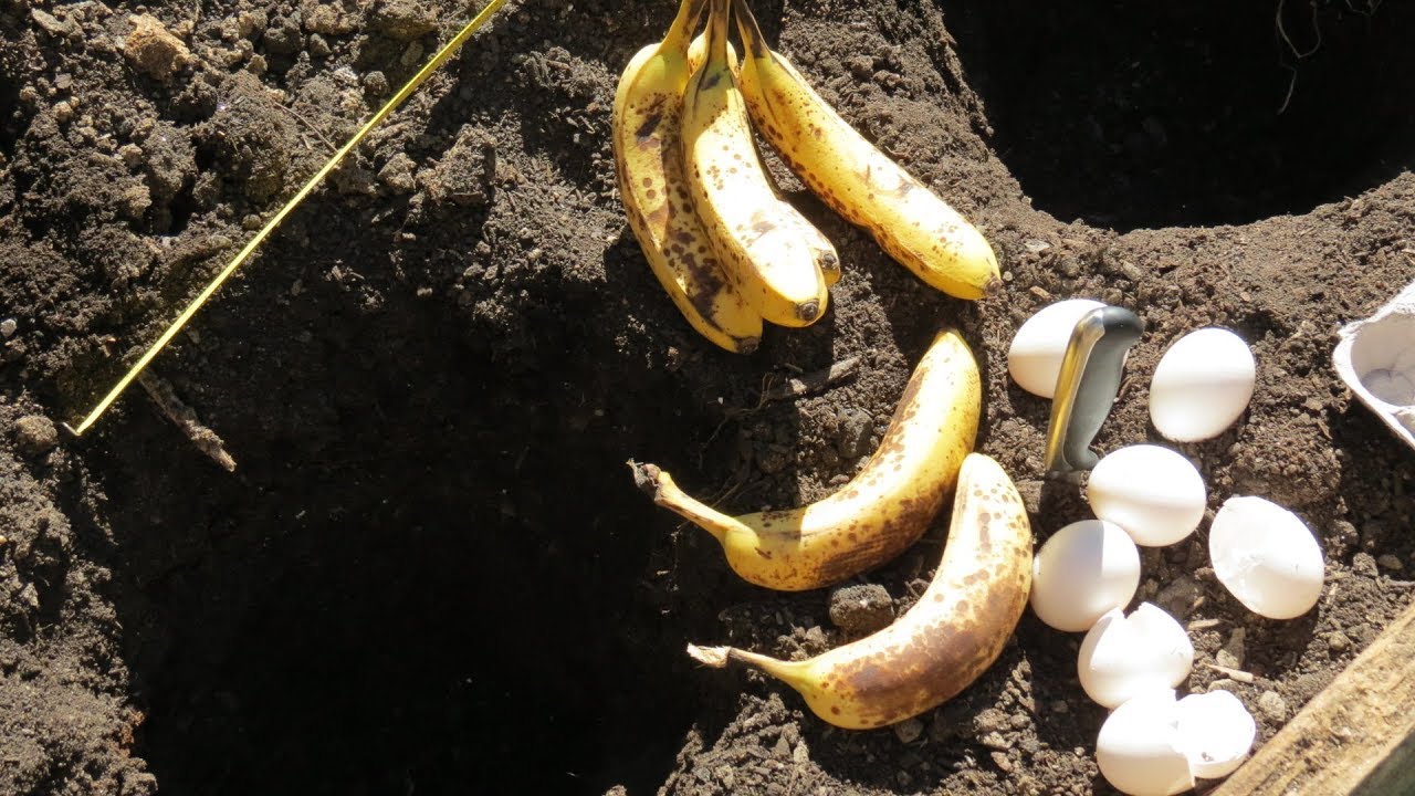 Se seppellisci una banana nel giardino