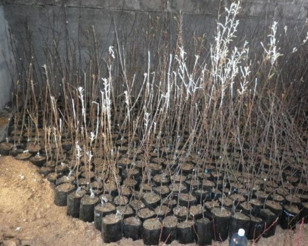 Einen Birnbaum pflanzen