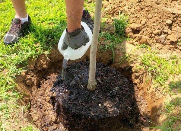 Einen Birnbaum pflanzen