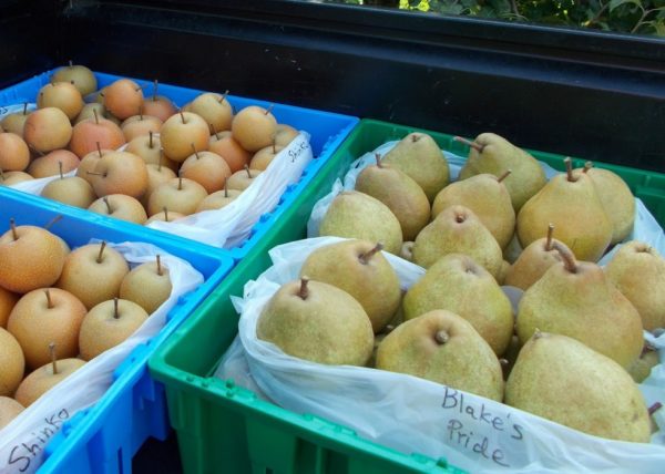 Conservazione delle pere in inverno