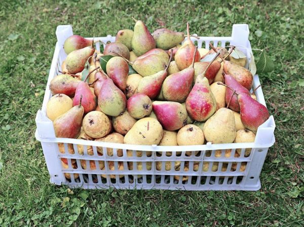Conservazione delle pere in inverno