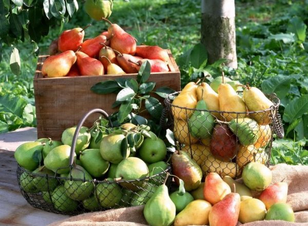 Conservazione delle pere in inverno