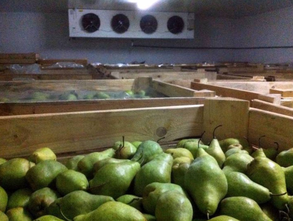 Conservazione delle pere in inverno