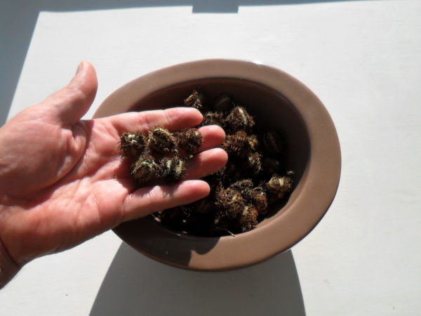 castor oil seeds
