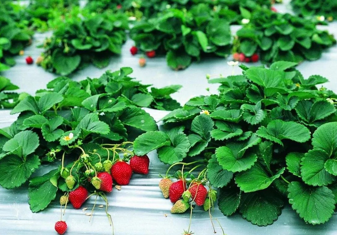 Erdbeeren pflanzen