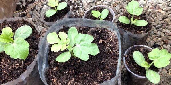 jeunes plants de pastèque