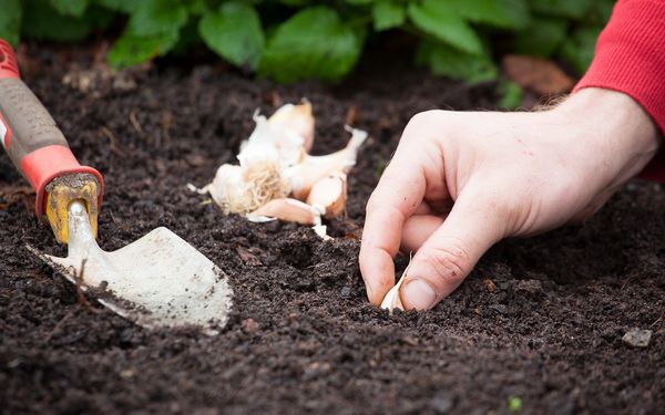 Wann man Winterknoblauch im Ural pflanzt