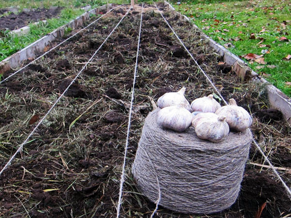 Jours de plantation de l'ail