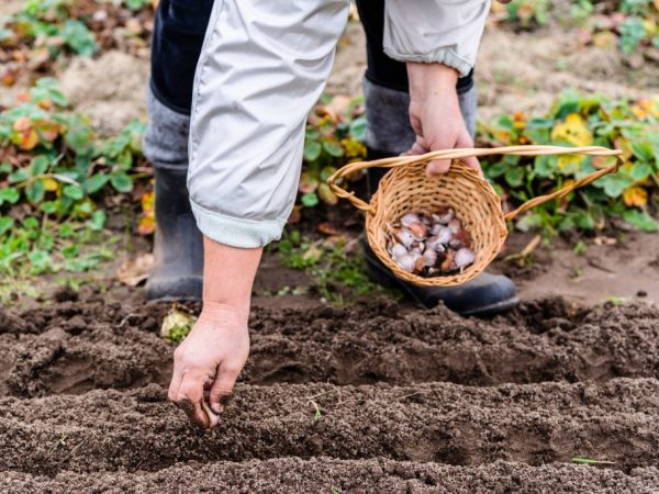 Wann pflanzt man Winterknoblauch in der Moskauer Region?