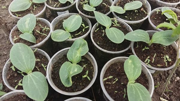 Wann pflanzt man Zucchini-Setzlinge in der Moskauer Region?