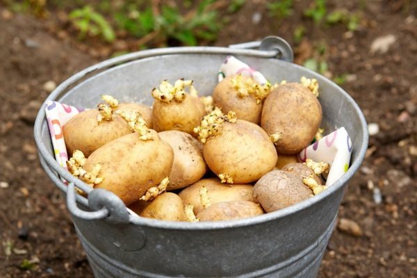 картофи за засаждане