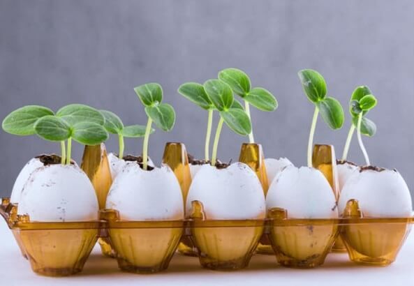 jeunes plants dans des coquilles