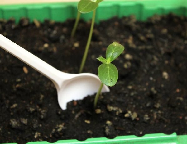 soins aux jeunes plants de concombre