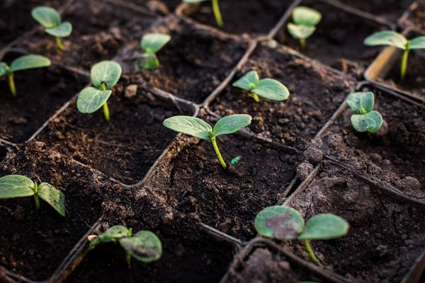 Quand planter les semis de concombre dans la région de Moscou